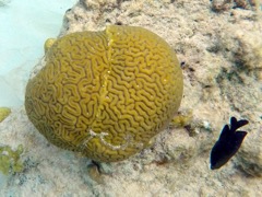 Grooved and Symmetrical Brain Coral together